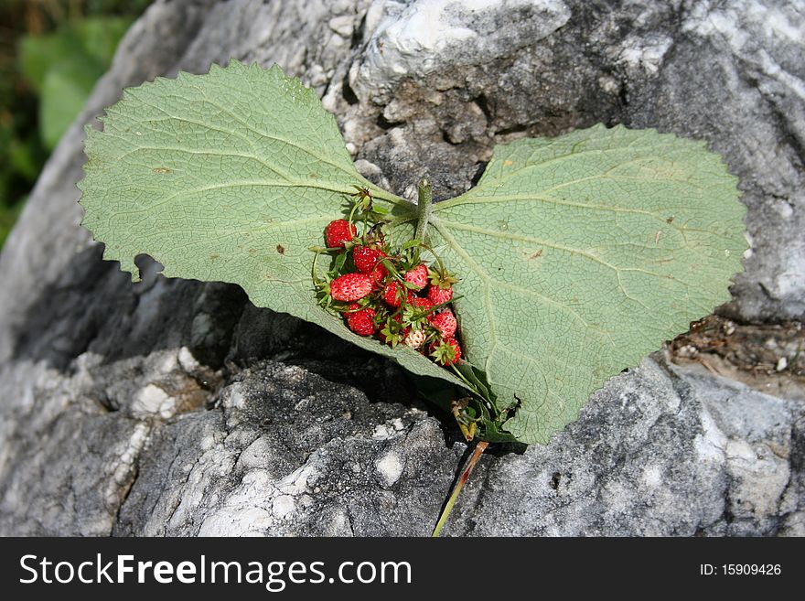 A heart made with Wild strawberry and leafs. A heart made with Wild strawberry and leafs