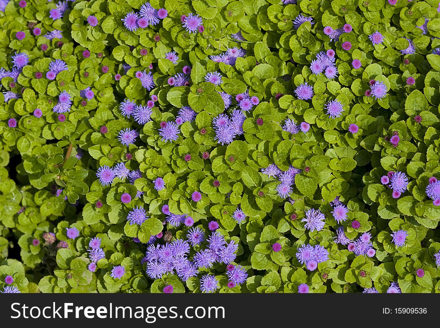 Purple flowers on green leaves background