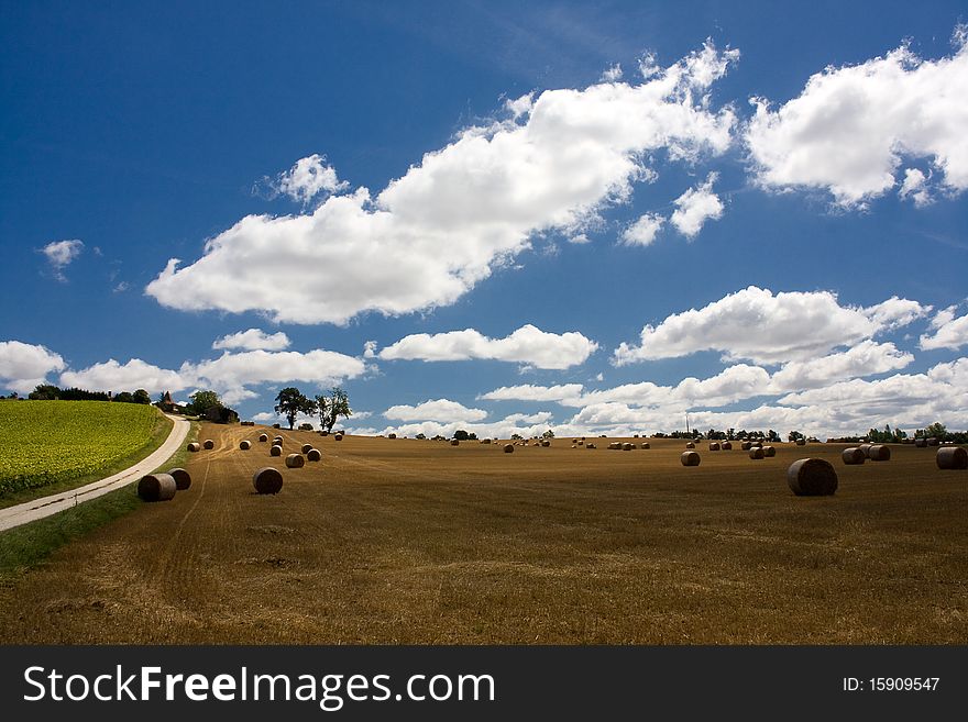 Scenic View On Summer Agricultural Landscape