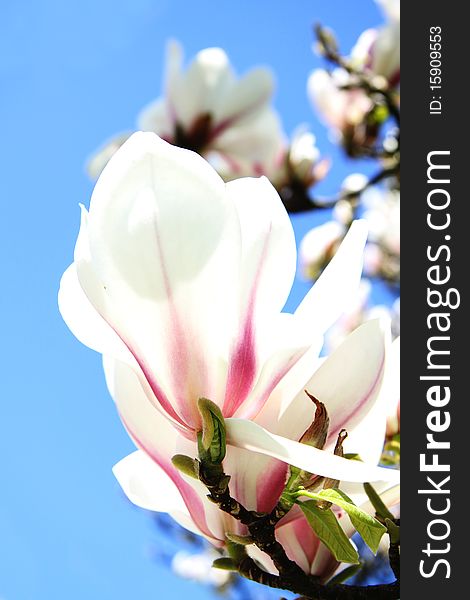 Close-up of pink magnolia tree blossoms