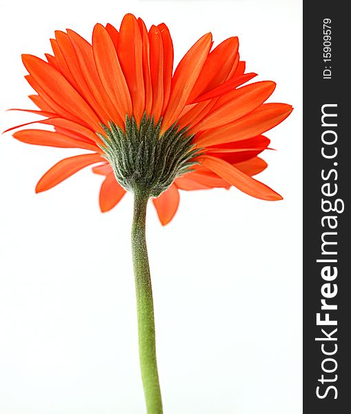 Red gerbera flower. Closeup, isolated on white