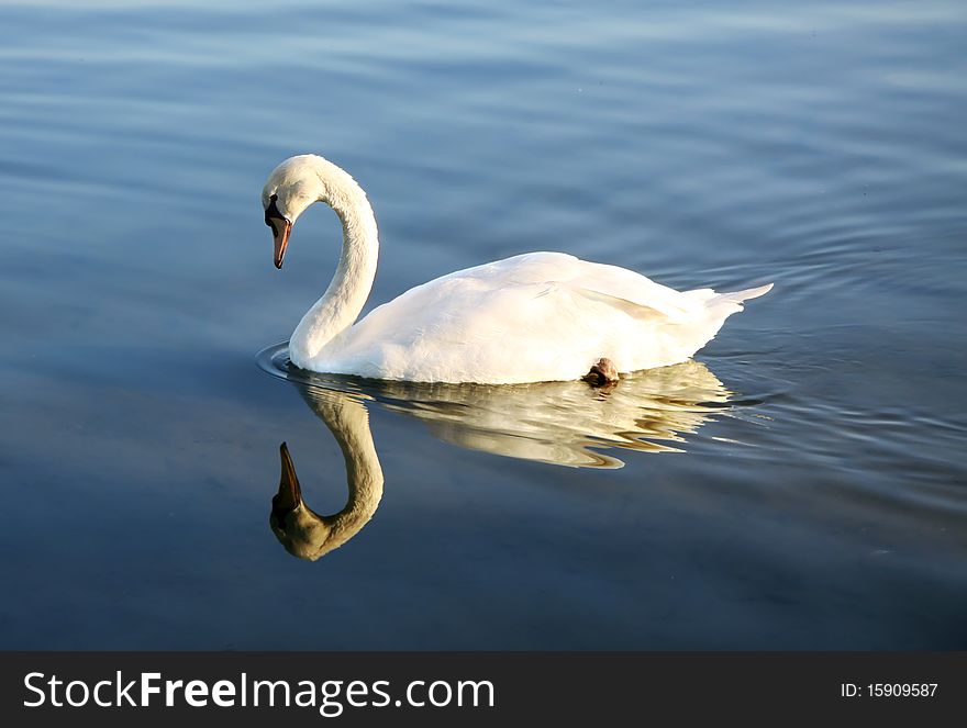 White swan on dark blue water