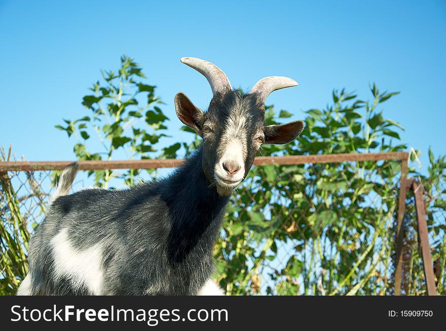 A young goat looks at you in summer