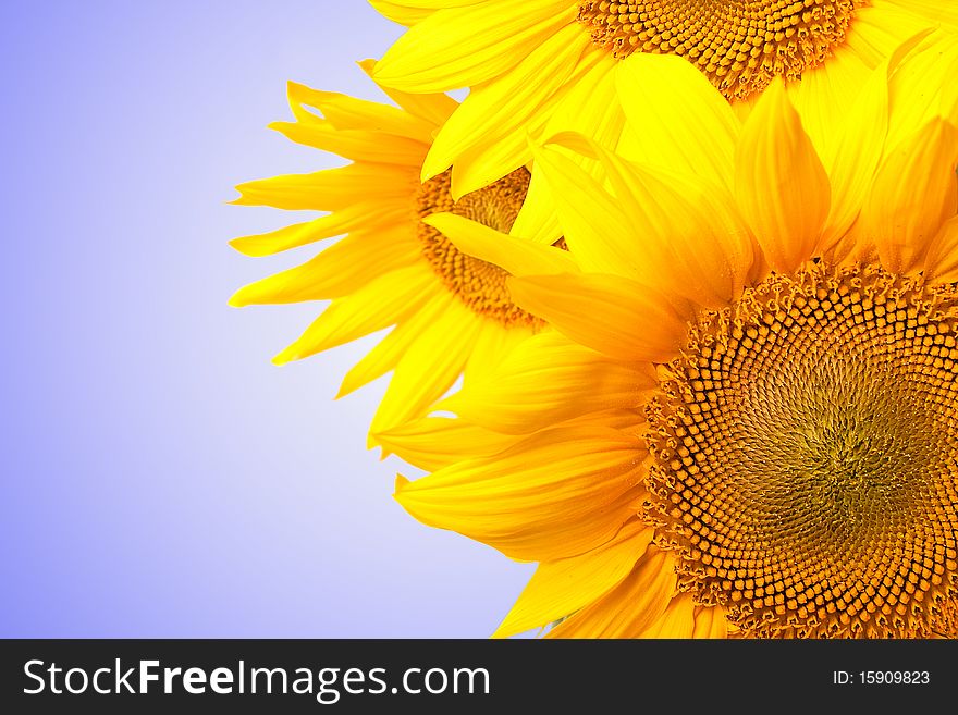 Sunflowers isolated on white to blue background - copy-space. Sunflowers isolated on white to blue background - copy-space