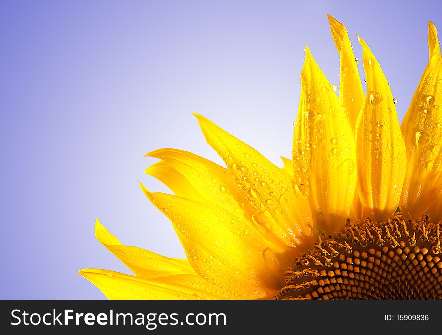 Sunflowers isolated on white to blue background with fresh look, water drops and vibrant colors - copy-space. Sunflowers isolated on white to blue background with fresh look, water drops and vibrant colors - copy-space