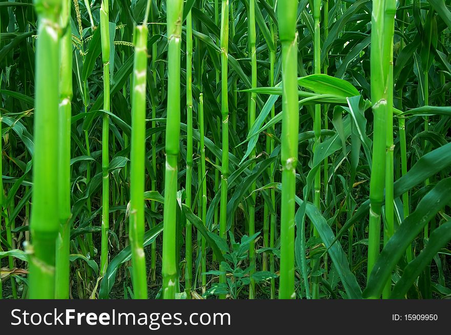 The green stalks of corn in the field in summer