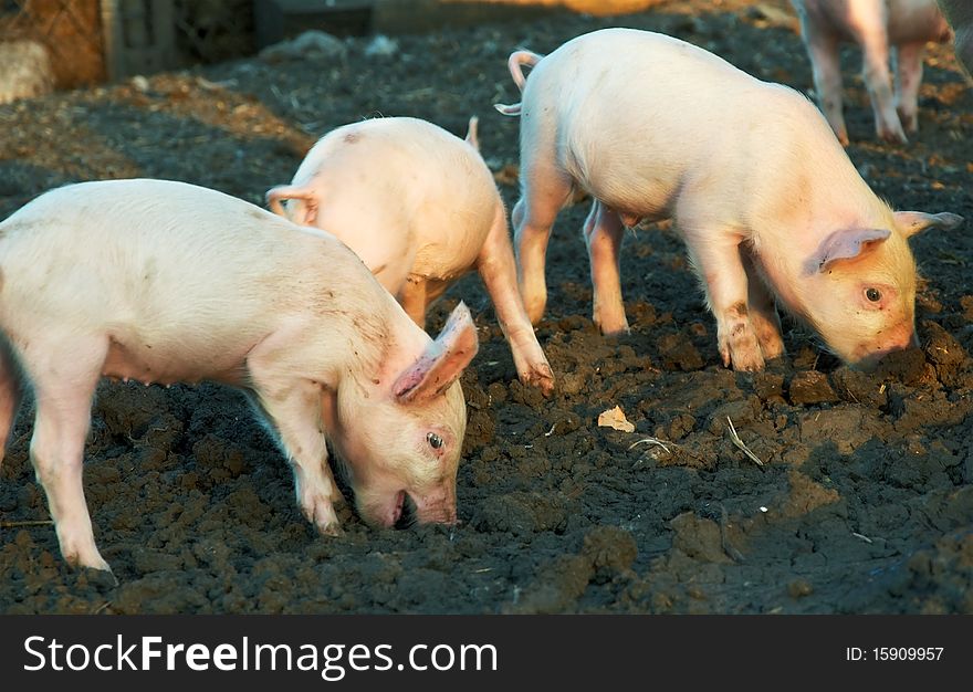 Small piglets on a farm in the summer