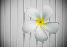 Plumeria (Temple Tree) Royalty Free Stock Photography Plumeria (Temple Tree) Royalty Free Stock Photography
