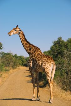 Giraffe Royalty Free Stock Photography Giraffe Royalty Free Stock Photography