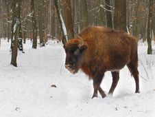 Bison Royalty Free Stock Photography Bison Royalty Free Stock Photography