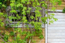 Part Of The Wall With Green Ivy. Royalty Free Stock Photo Part Of The Wall With Green Ivy. Royalty Free Stock Photo