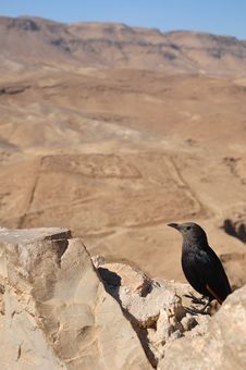 Masada Grackle Stock Images