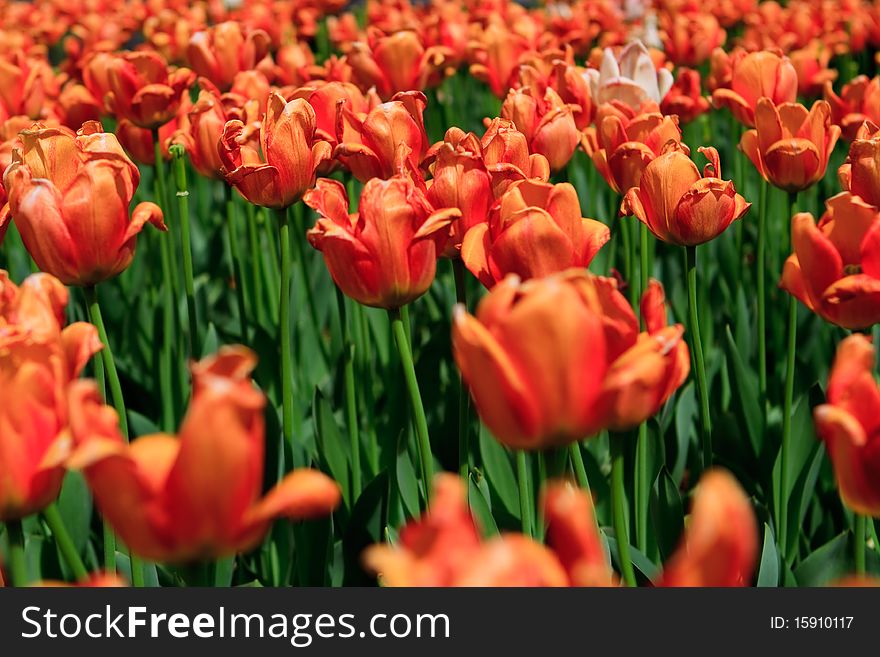 Tulips in Manhattan spring time