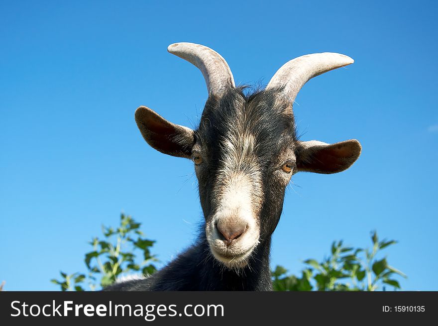 A young goat looks at you in summer