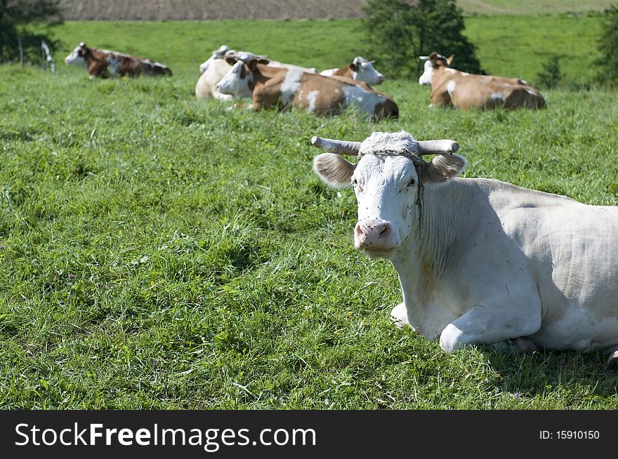 Cows On Farm