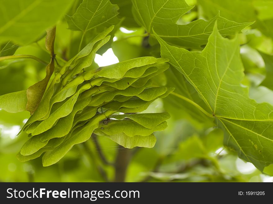 Close-up of maple leaf and seed on a branch tree in the summer