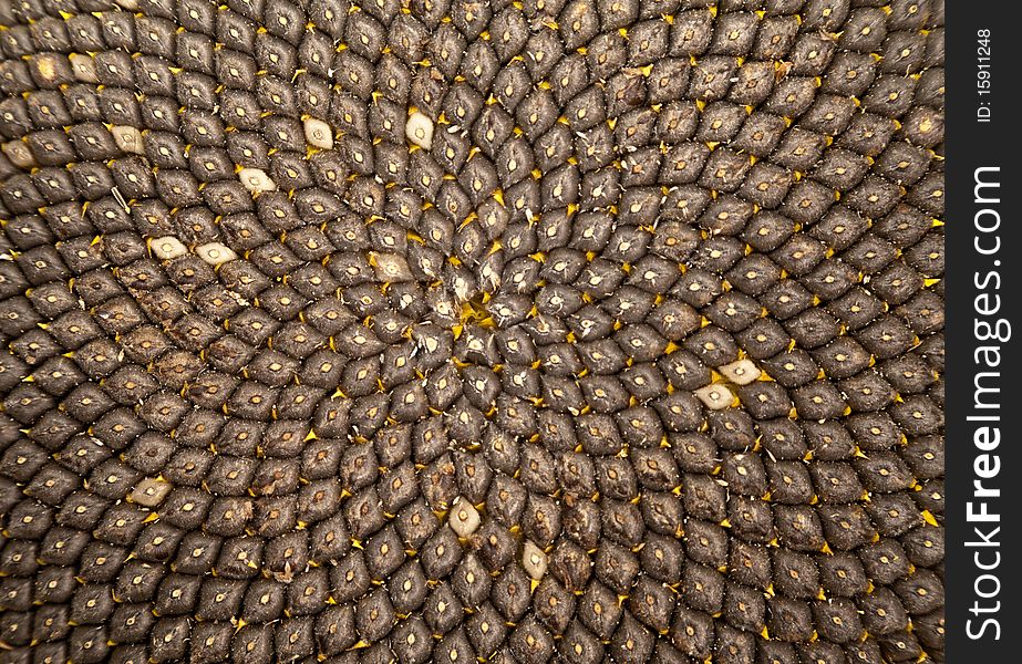 Isolated closeup of sunflower core