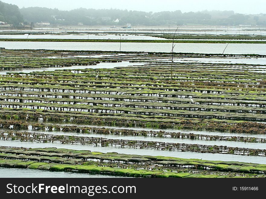 Oyster Culture