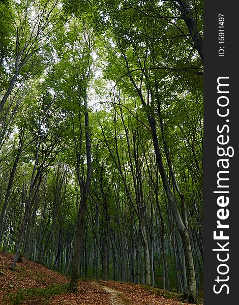Beechen Summer Wood