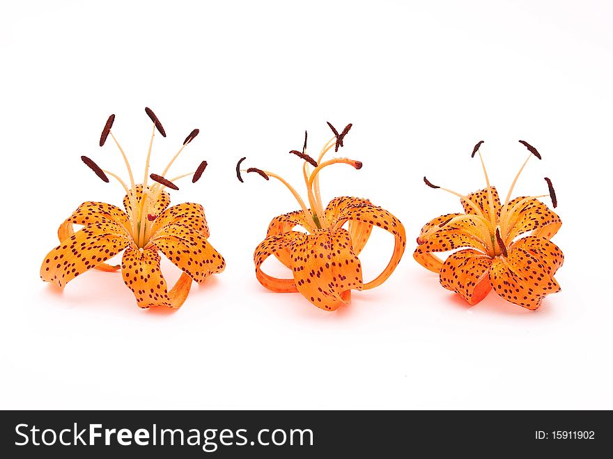 Tiger lily on white background