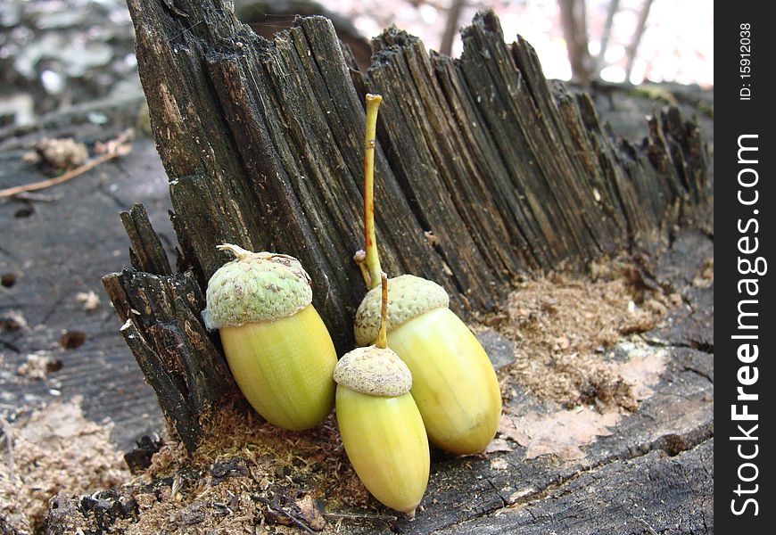 Green acorns on hemp closeup