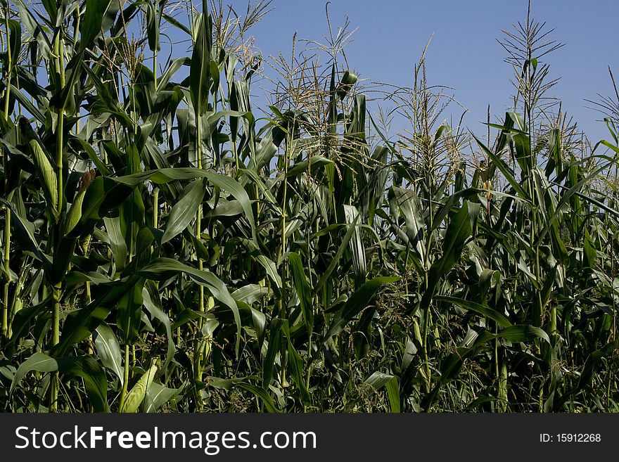 Cornfield with clear sky in background in the village