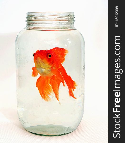 Goldfish in a glass jar. Goldfish in a glass jar