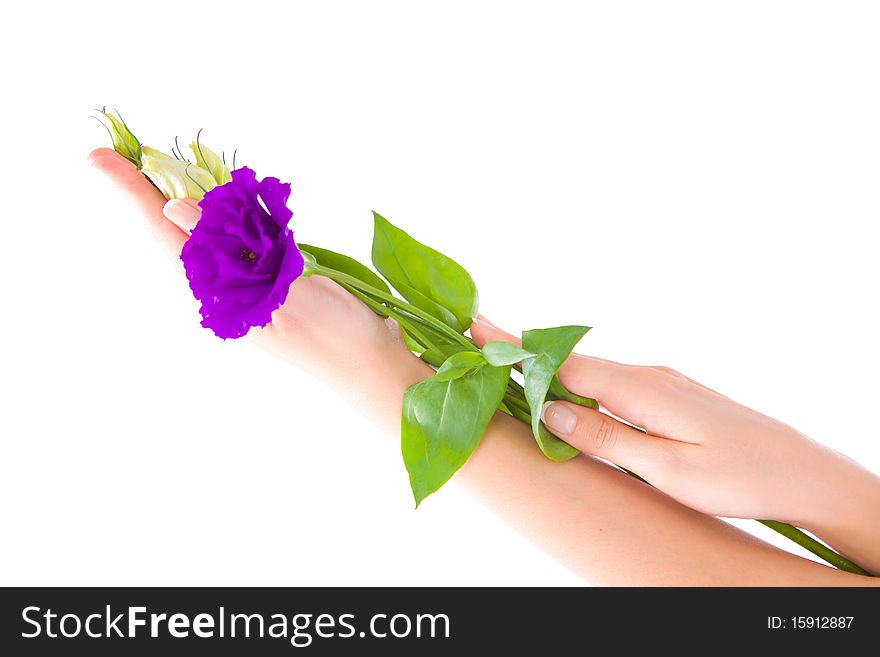 Hand and flower on isolated white background