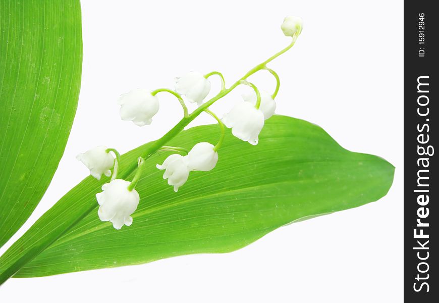 Lily of the valley isolated on white background