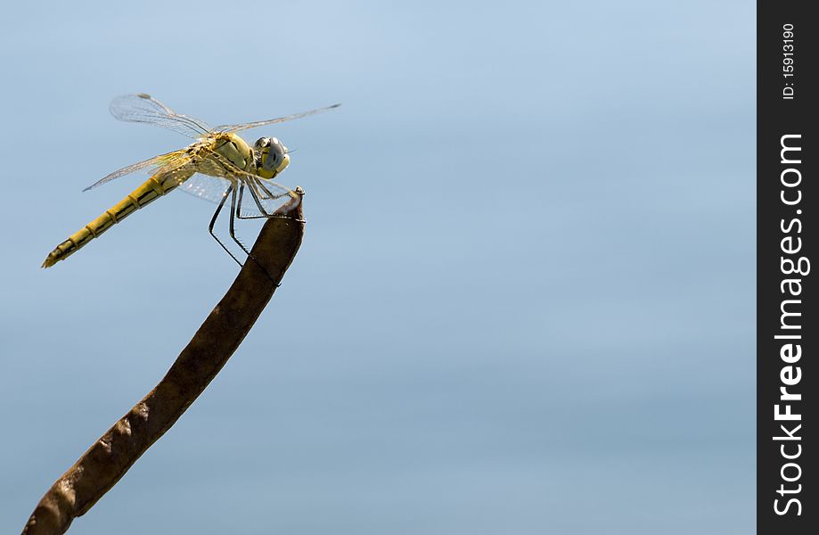 Yellow dragonfly with blue eyes on stem