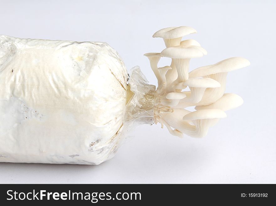 Oyster mushroom on gray backgroung