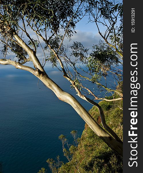Seascape with eucalyptus tree, Quinta Grande on Madeira Island, Portugal.