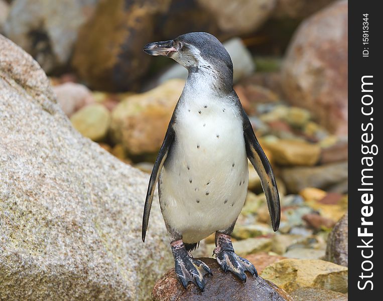 Penguin on an isolated rocky background