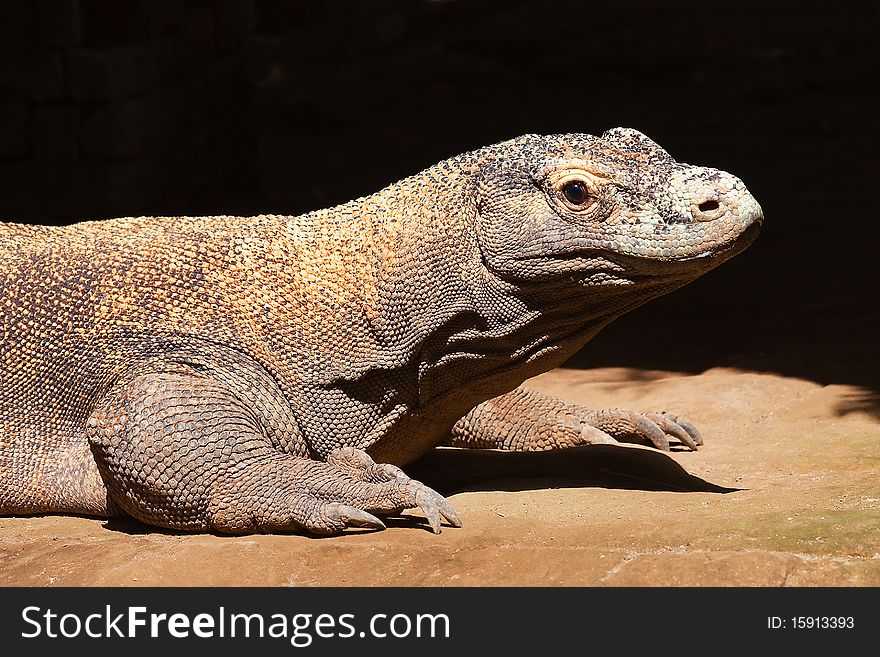 Komodo dragon (Varanus komodoensis) largest lizard of the world