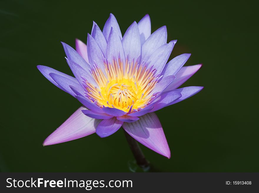 Violet water lily in the pond