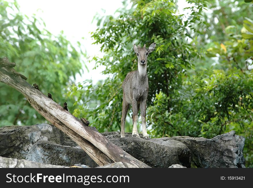 Goral in chiang mai night safari