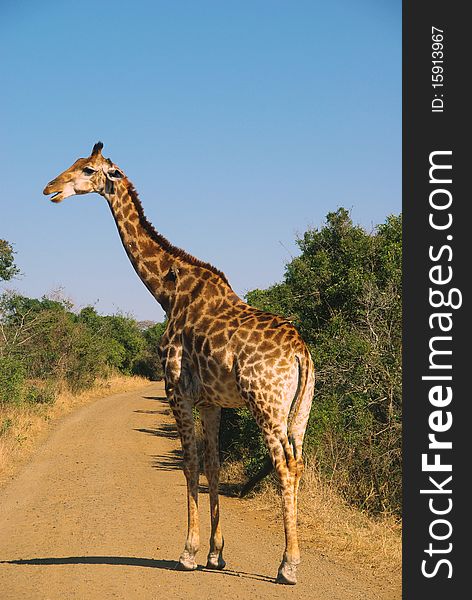 Giraffe in Umfolozi National Park South Africa