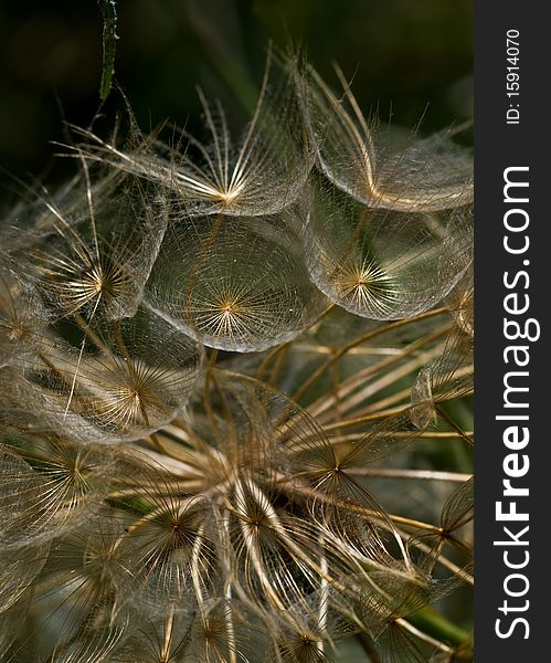 Closeup of a dandelion, Zakynthos Island, Geece.