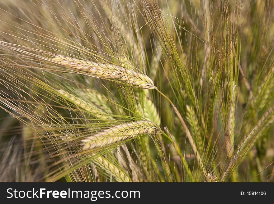 Ears of Wheat Growing in a Field