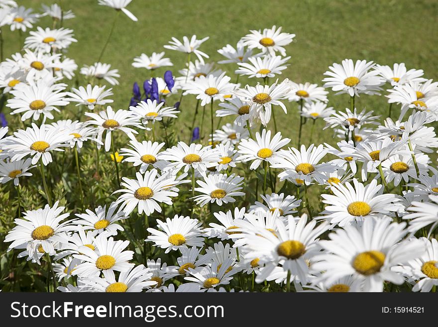 Anthemis White Flowers on Green Lawn