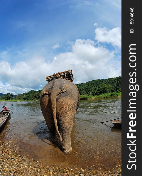 Asia elephant for tourists (from behind ). Asia elephant for tourists (from behind )