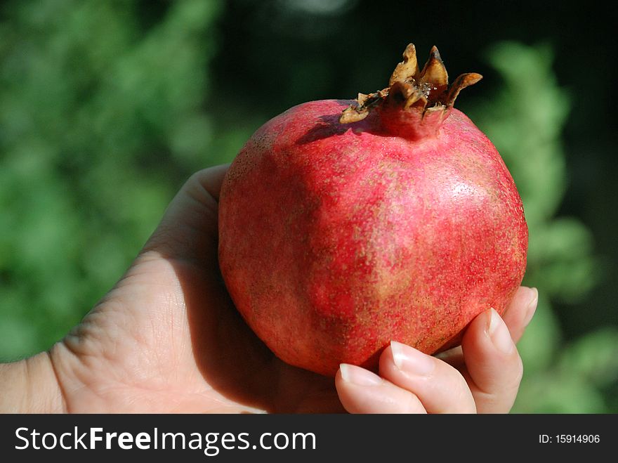 A hand holding ripe pomegranate
