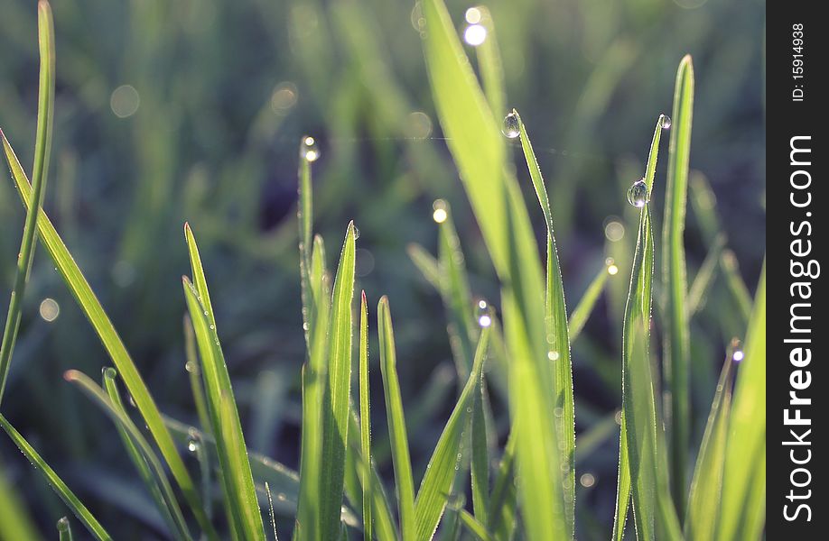 Fresh Grass With Dew In Sunrise