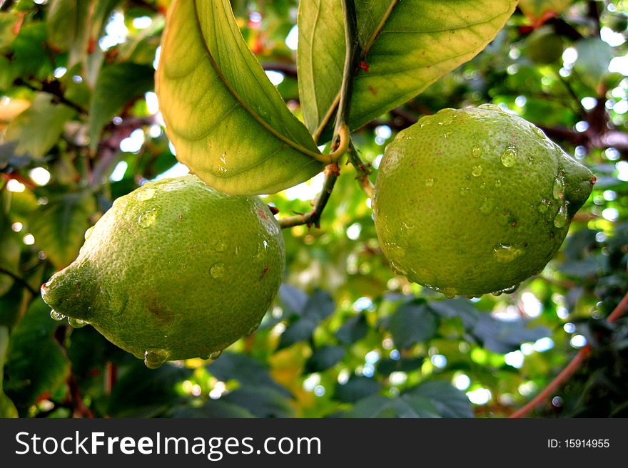 Fresh lemons on the tree.... Groving in the winter in south europe countries. These are taken in Athens, Greece in november.