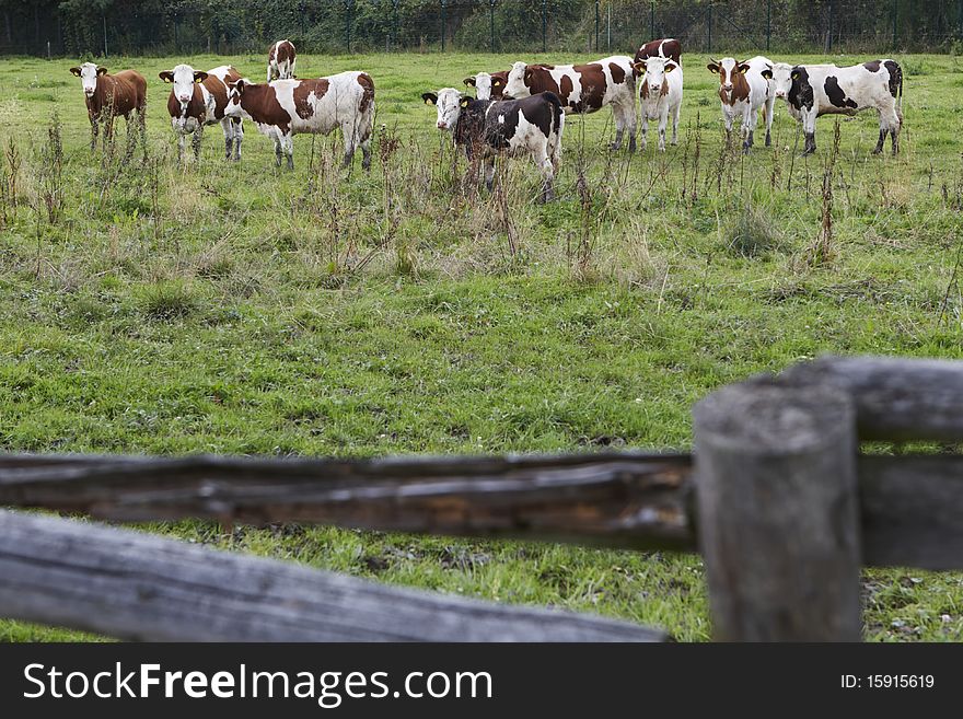 Herd of cows grazing near the village of Plant, Czech Republic, September 2010