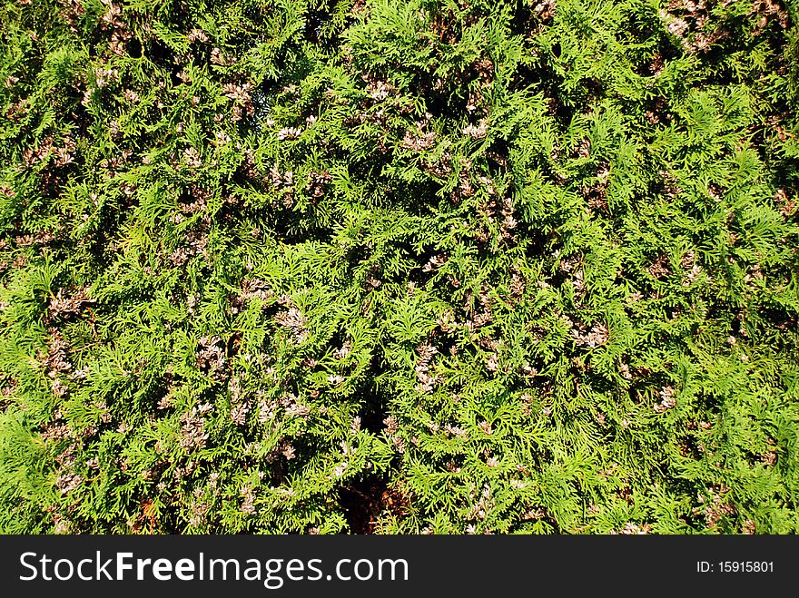 Evergreen Thuya, American Arborvitae, Background. Evergreen Thuya, American Arborvitae, Background