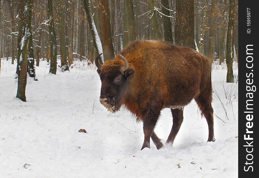 The image of bison at the winter forest