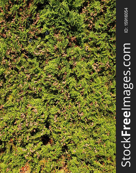 American Arborvitae, Evergreen Tree, Background. American Arborvitae, Evergreen Tree, Background