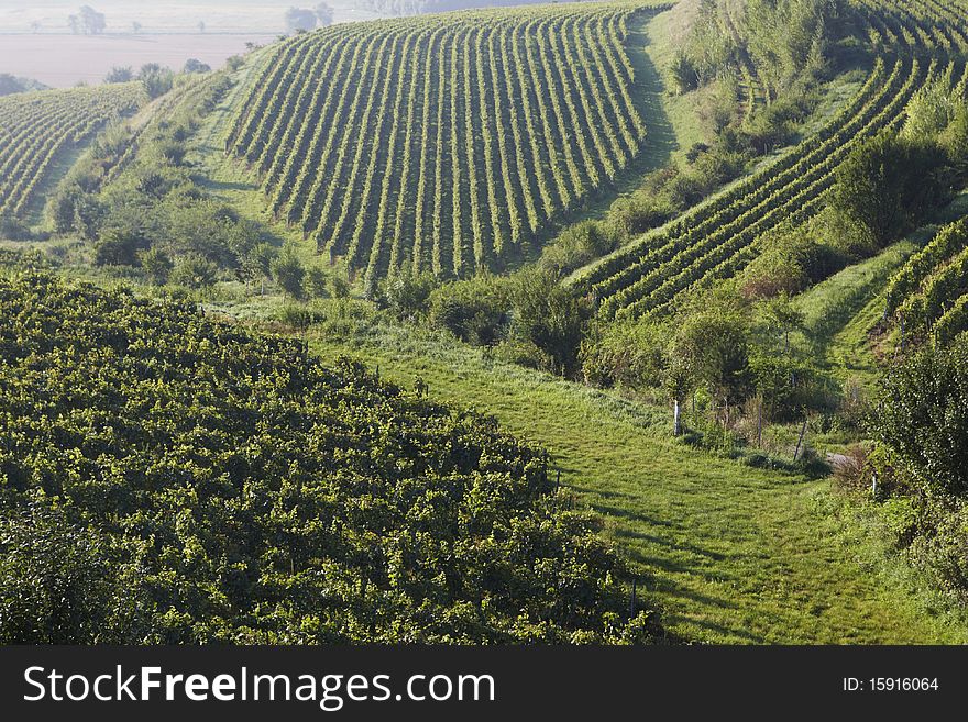 Vineyard before the harvest, Bořetice, Czech Republic, September 2010