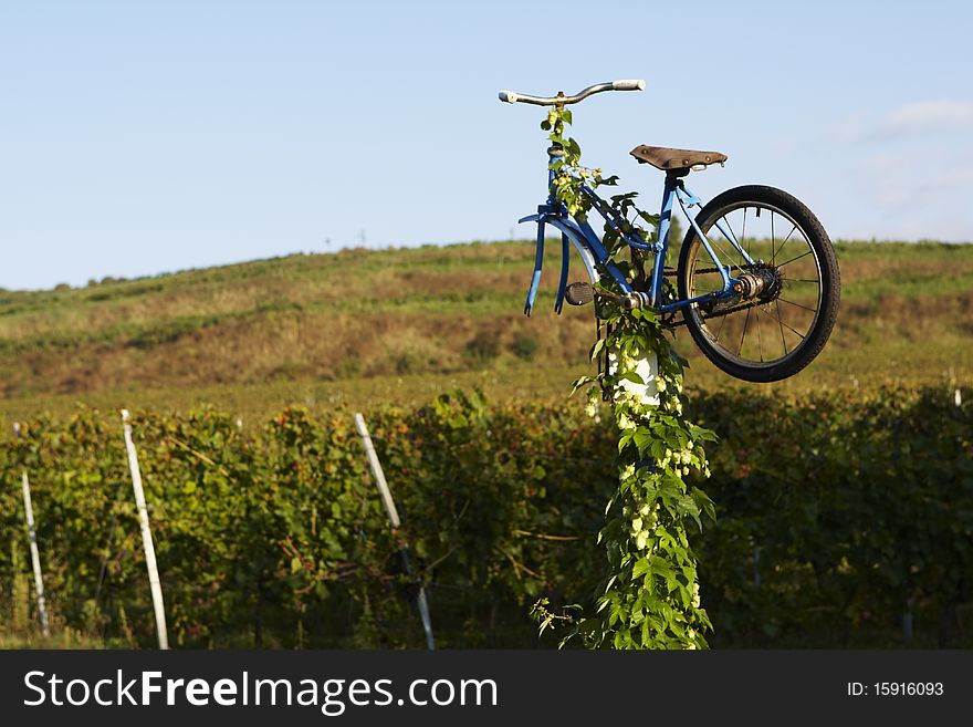 Vineyard before the harvest, BoÅ™etice, Czech Republic, September 2010